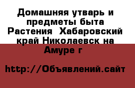 Домашняя утварь и предметы быта Растения. Хабаровский край,Николаевск-на-Амуре г.